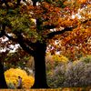 2020 Fall Foliage Map Shows You Where To Score The Best Anthocyanin In NY State